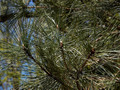 Pinus jeffreyi IMG_3868 Sosna Jeffreya
